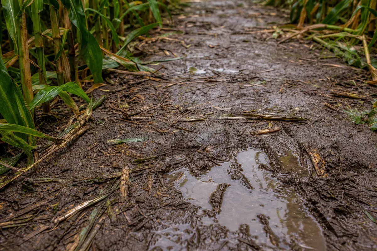 Regennasse, matschige Wege in einem Maislabyrinth