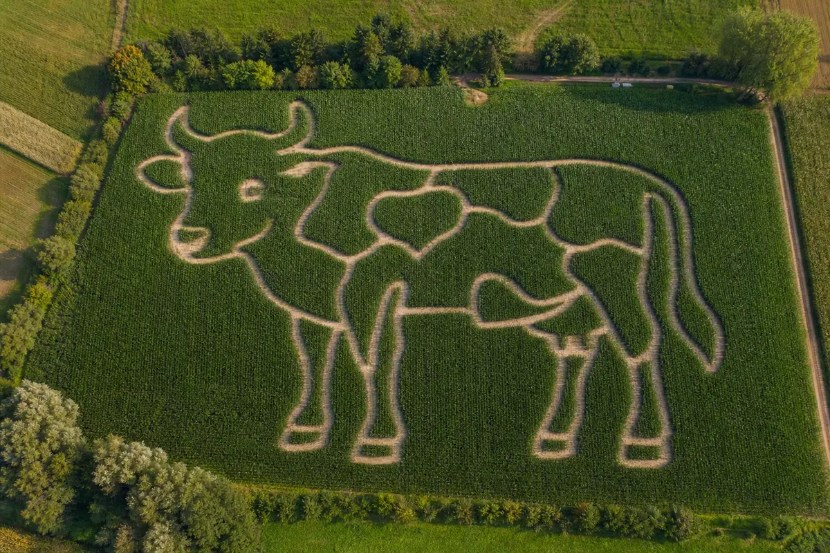 Luftbild eines Maislabyrinths mit erkennbarem Motiv