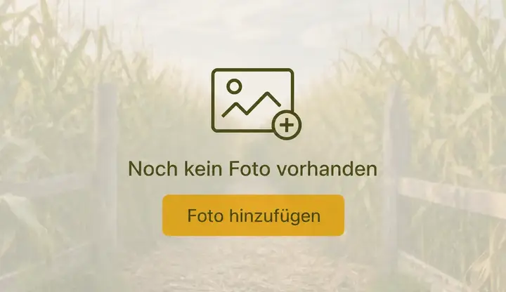 Hof Scholten-Meilink Maislabyrinth