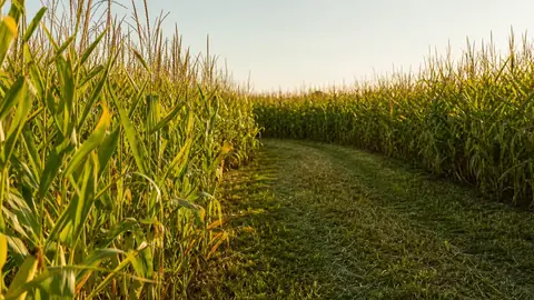 Wann ist Maislabyrinth-Saison? Öffnungszeiten und Wetter