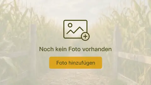 Maislabyrinth Meutstege